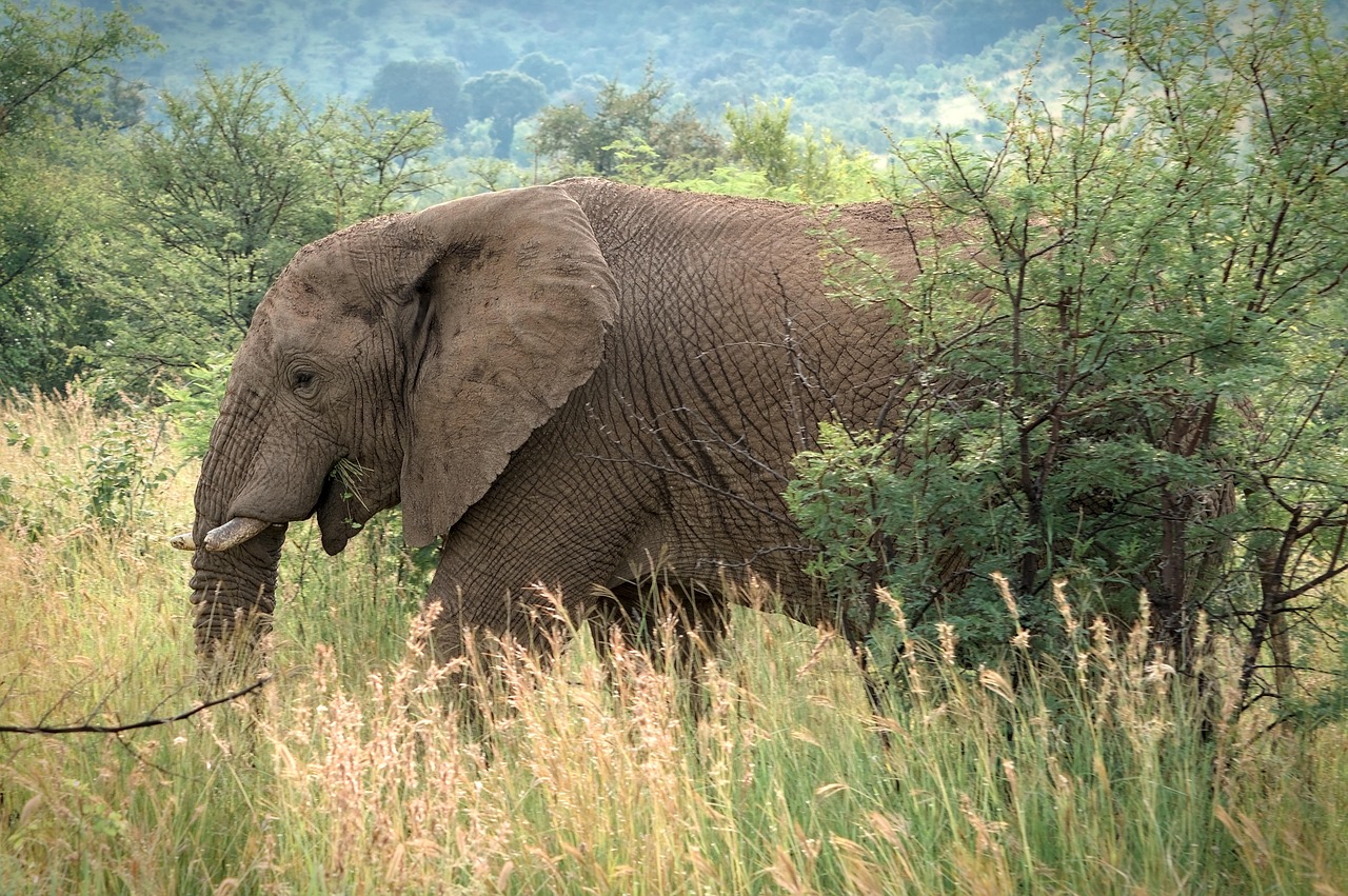 animal, mammal, elephant, nature, wildlife, safari, africa