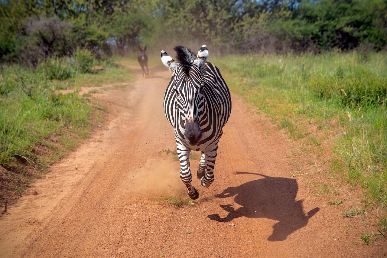 zebra, running, wildlife, nature, nature conservation, safari, africa, south africa, wildlife reserve, herbivore, savannah, mammal, animal, zebra, zebra, zebra, zebra, zebra, south africa