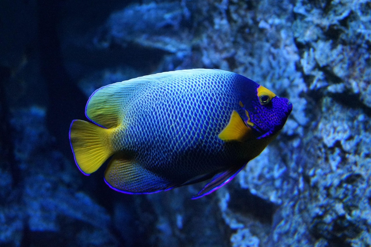 blue, yellow, fish, aquarium, lyon, colorful, underwater, color, nature, blue fish, blue color, blue fishing
