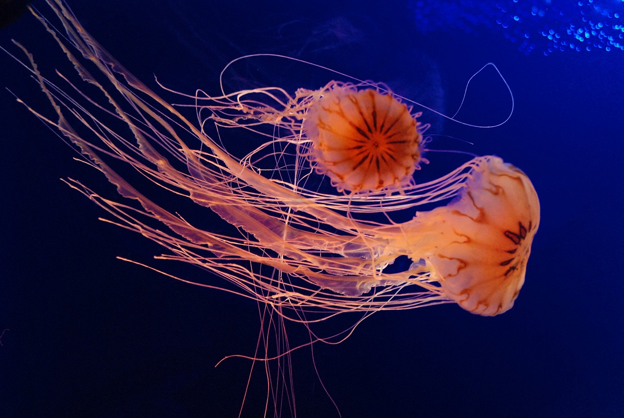 jellyfish, aquarium, nature, sea