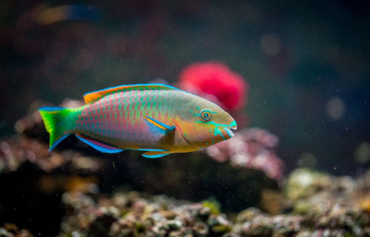 fish, aquarium, nature, fish, fish, fish, fish, fish, aquarium