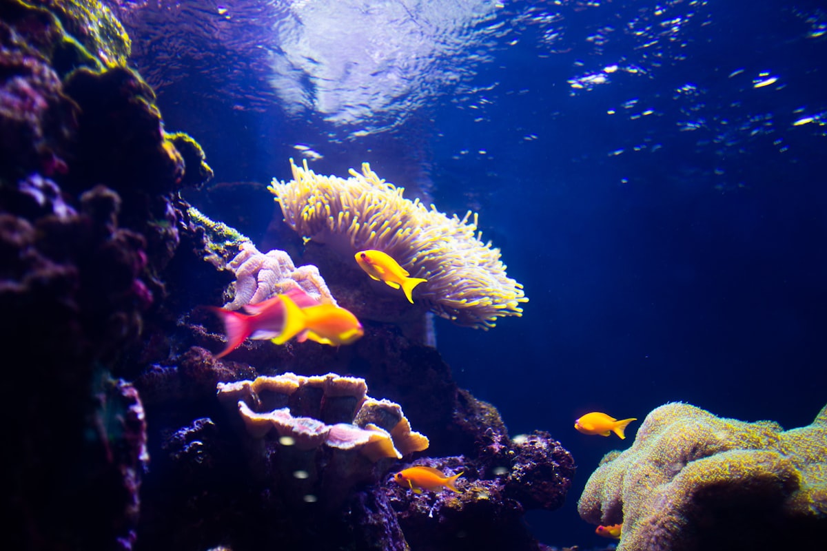 yellow and white fish under water