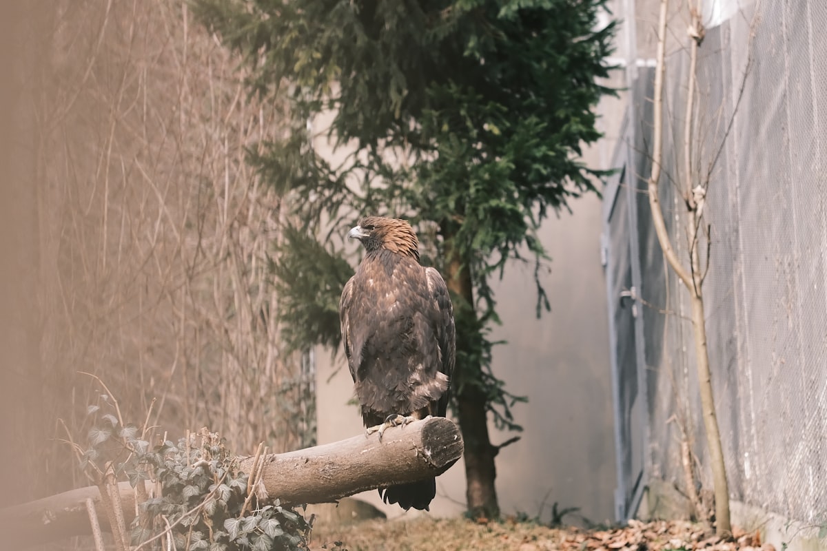 a large bird perched on a tree branch
