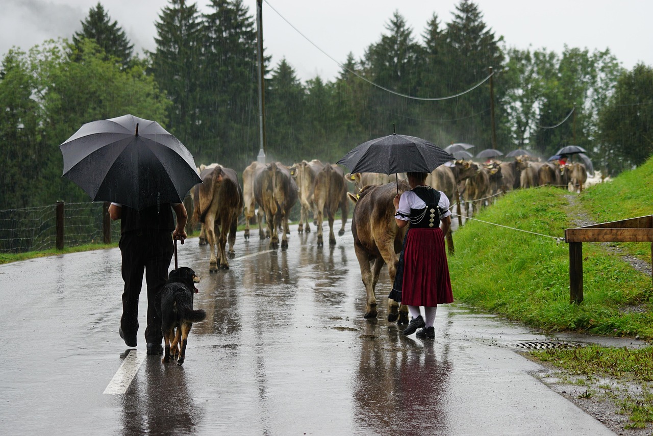 alpine drive, switzerland, appenzell, nature, cows, tradition, farm animals, rain