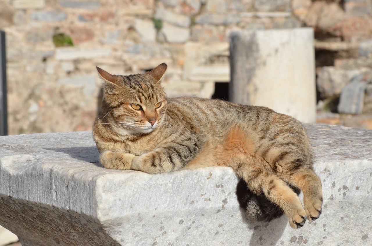 cat, animal, pet, cats, sample, the ruins, ephesus, turkey, fur, adorable, cute