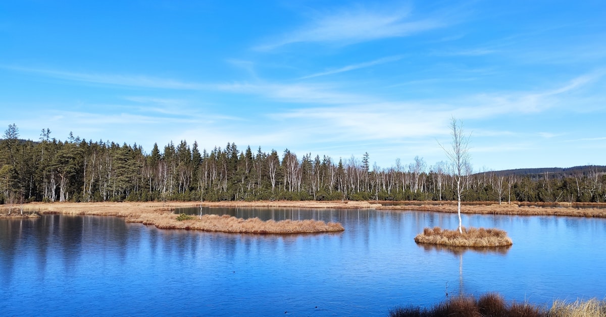 green trees beside lake under blue sky during daytime