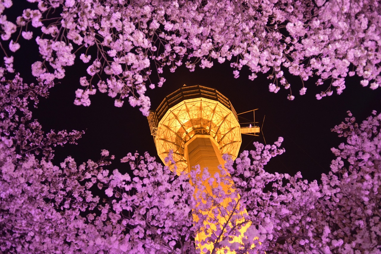 south korea, daegu, nightview, tower, 83tower, cherryblossom, south korea, south korea, south korea, south korea, south korea, daegu