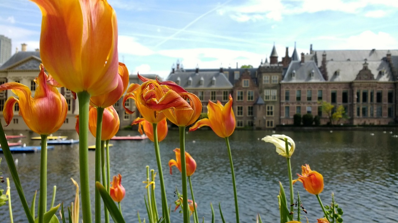 binnenhof, flowers, den haag, netherlands, parliament, historical, building, hofvijver, hague, europe, city, landmark, travel, holland, monument, flags, geranium, pelargonium, architecture, culture, historic, cultural, den haag, den haag, den haag, den haag, den haag