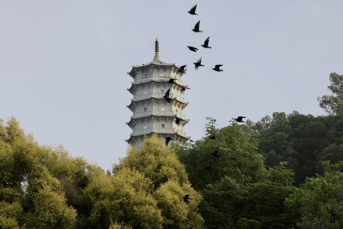 birds flying in the sky