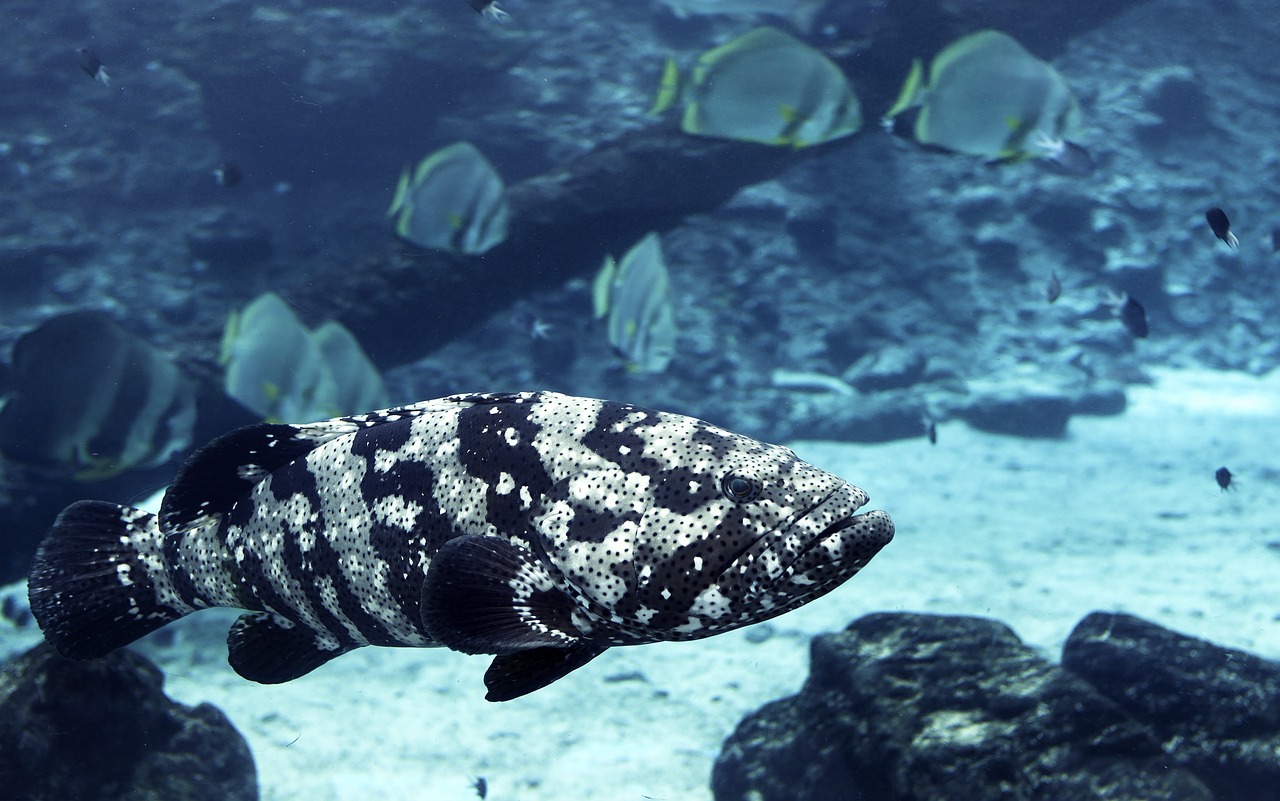 cod, townsville, closeup, great barrier reef, davies reef, ocean creatures, cod, cod, cod, cod, cod