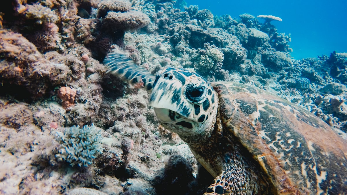 A sea turtle swimming over a coral reef