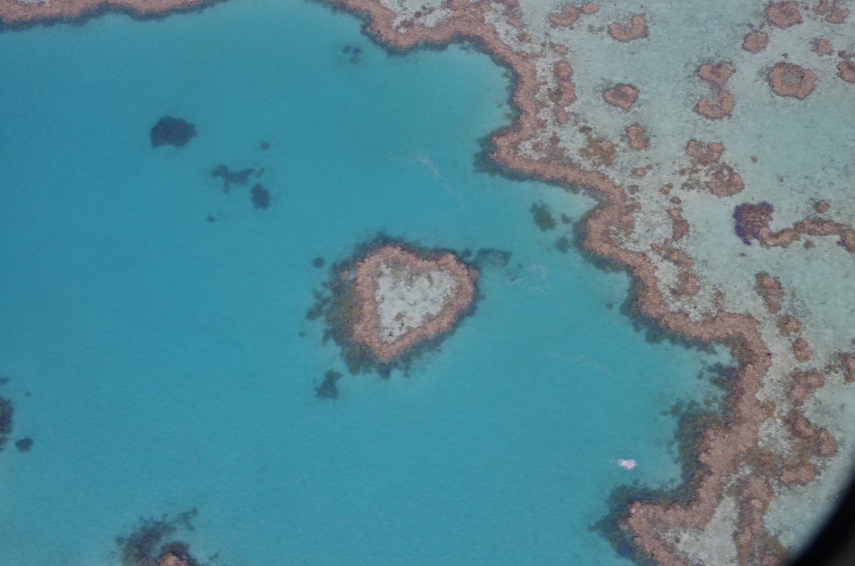 a group of fish swimming in the water