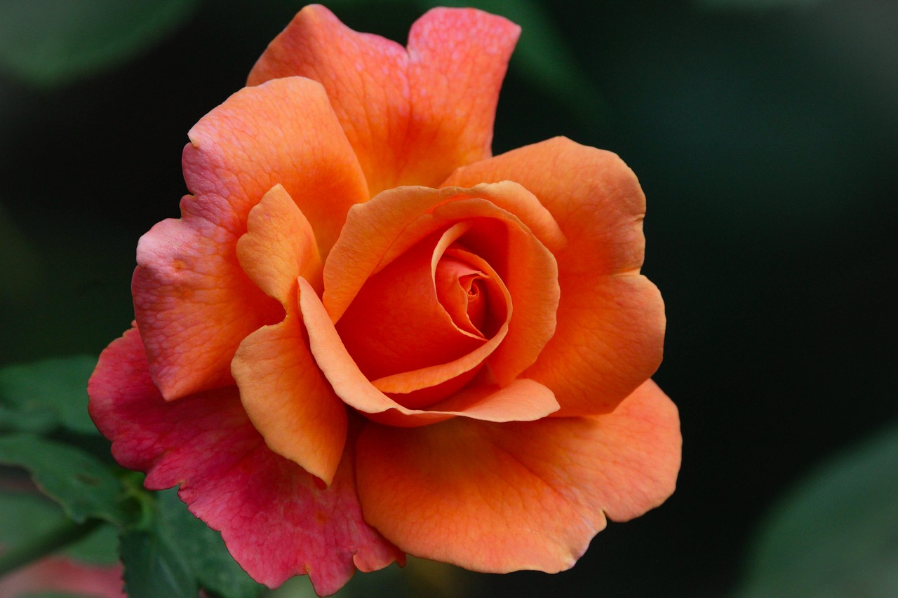 flower, rose flower, rose, petals, flora, beautiful flowers, flower background, botany, flower wallpaper, plant, nature, orange