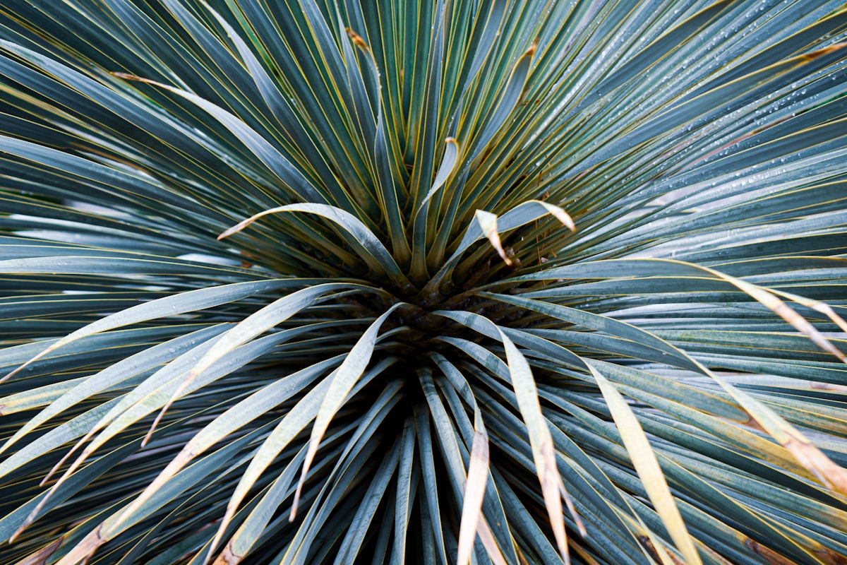 a close up of a blue and green plant