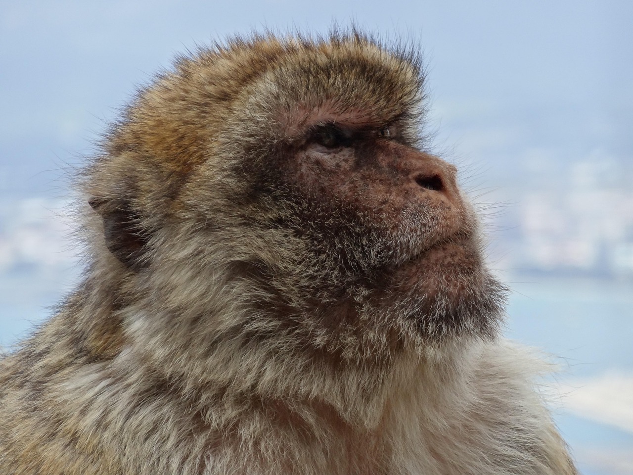 ape, barbary macaque, gibraltar, affenberg, spain, england, gibraltar, gibraltar, gibraltar, gibraltar, gibraltar