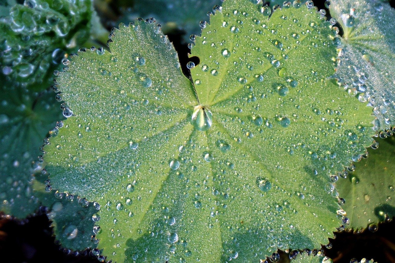 leaf, green, dew drops, dew, drops, droplets, wet, foliage, nature, water