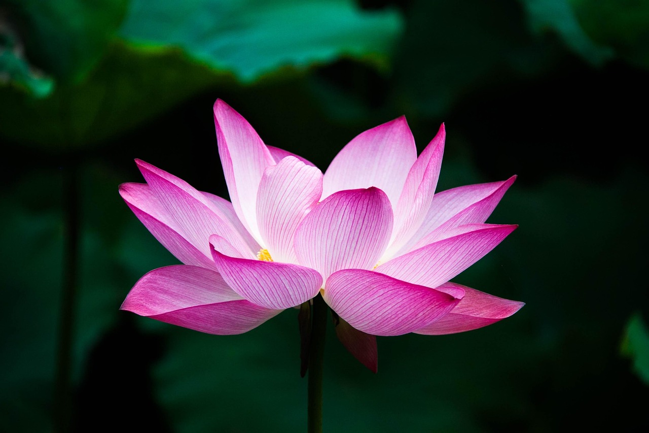 lotus, flower, bloom, blossom, flower wallpaper, lotus flower, pink flower, petals, pink petals, beautiful flowers, aquatic plant, flora, flower background, nature, close up