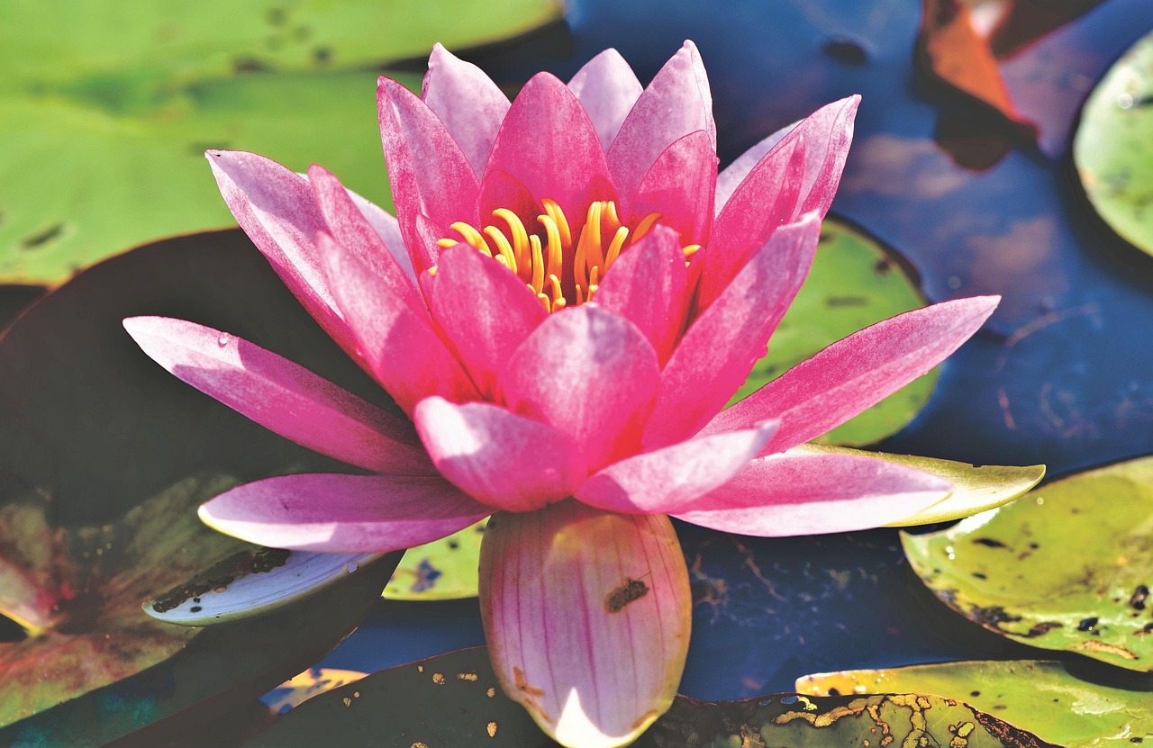 water lily, flower, pond, pink flower, flower background, petals, pink petals, bloom, blossom, aquatic plant, flora, nuphar lutea, lake rosengewächs, beautiful flowers, flower wallpaper, plant, nature