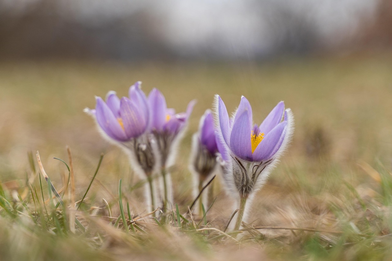 flower, flower background, cow bells, nature, flower wallpaper, pasque flower, beautiful flowers, lower austria, purple