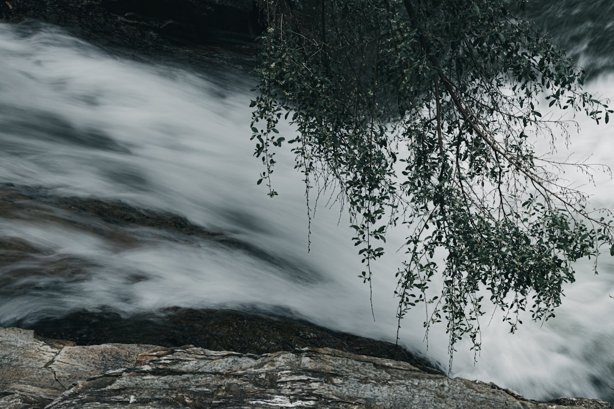 a tree branch hanging over a rushing river