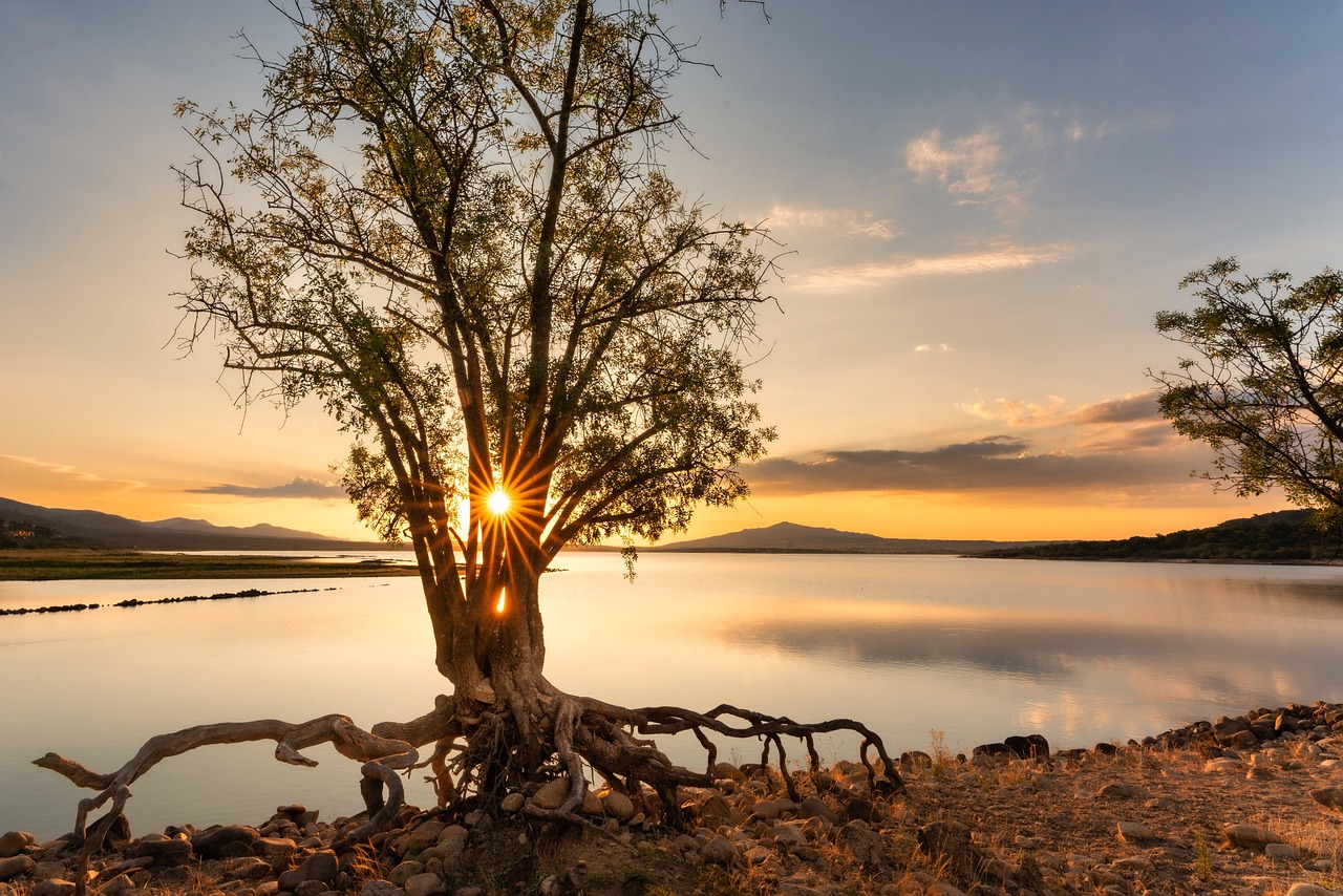 tree, sunrise, sun, sun rays, water, reservoir, marsh, peace, nature, calm, sun, sun, sun, sun, sun