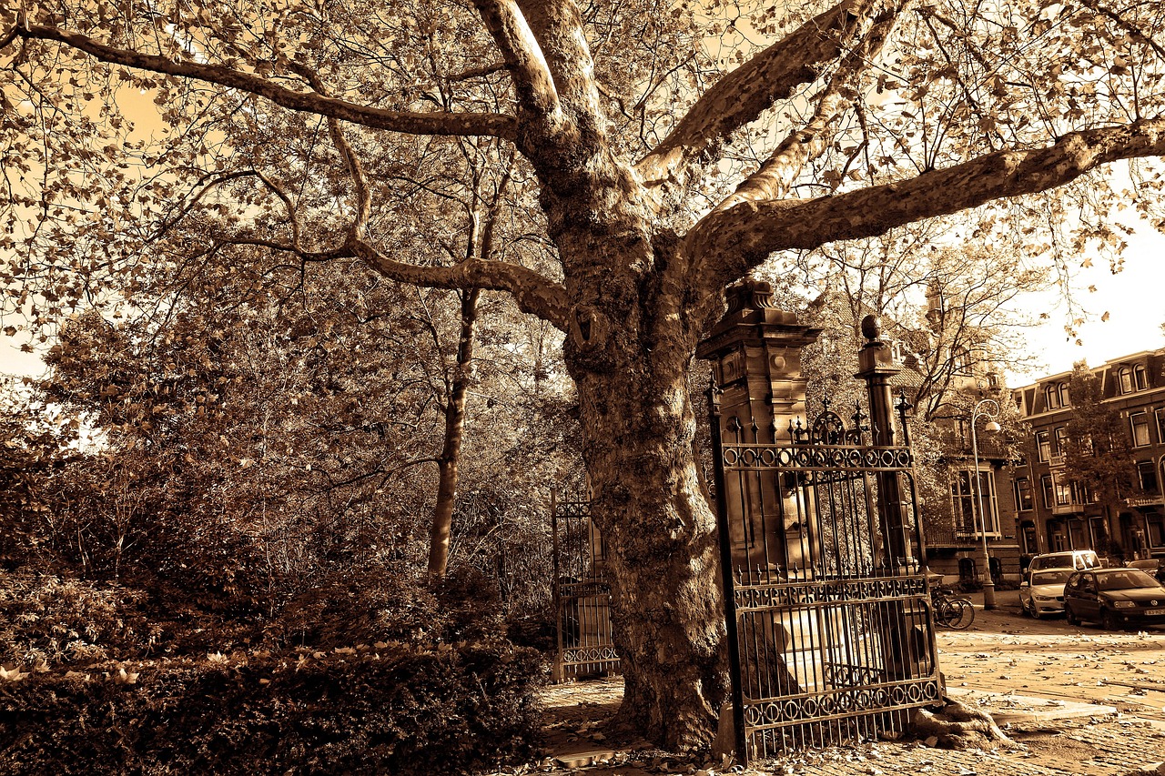 tree, gnarled, gate, entrance, park, park entrance, vondelpark, amsterdam, netherlands, historic, old, vondelpark, vondelpark, vondelpark, vondelpark, vondelpark