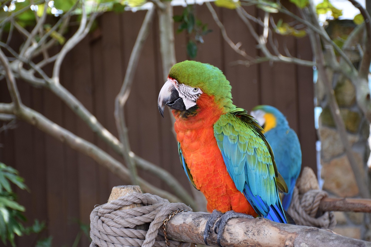 macaw, parrot, bird, colorful, green, red, blue, sitting, rope, gatorland, nature, orlando, florida