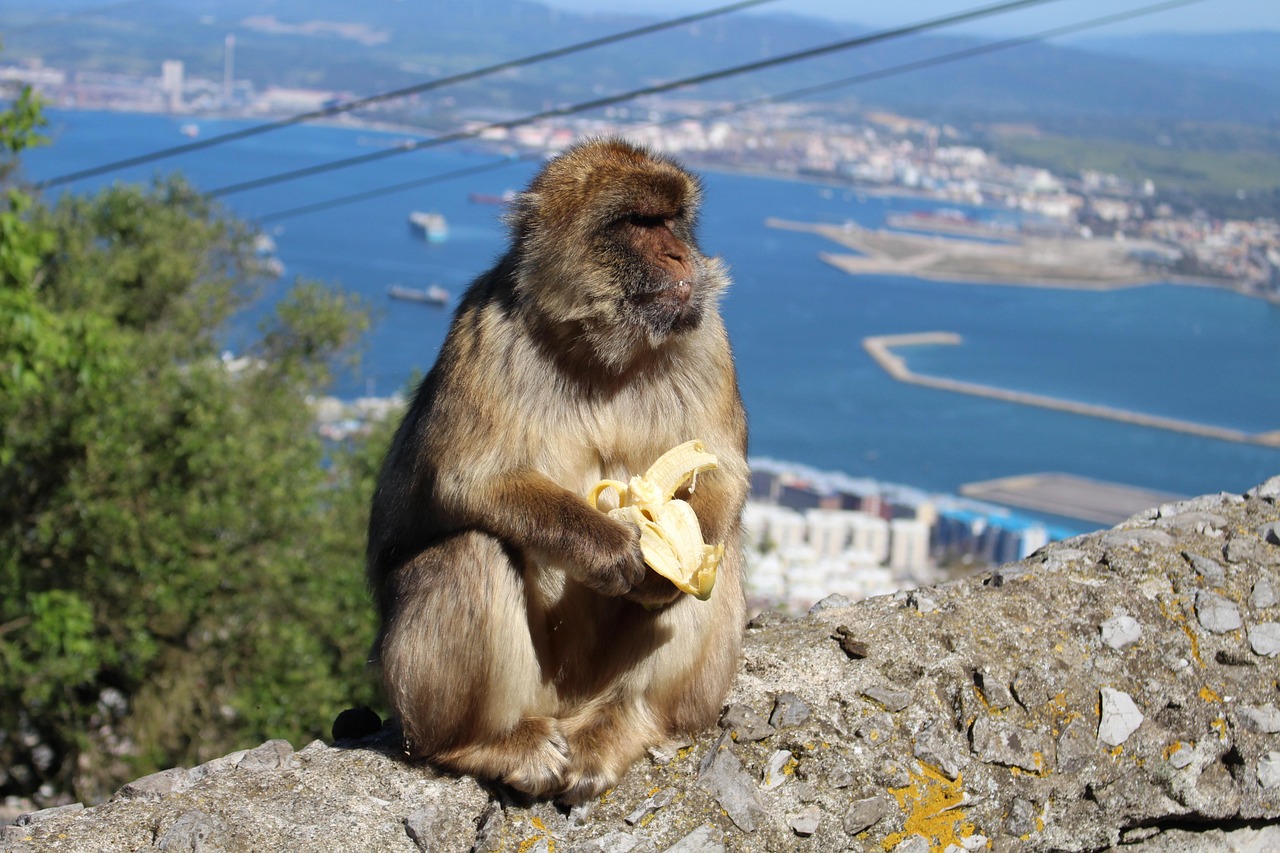 ape, banana, gibraltar, animal, monkey, eating, wild, wildlife, mountain, view, spectacular, tropical, nature, primate, stole banana, eat, diet, fruit, gibraltar, gibraltar, gibraltar, gibraltar, gibraltar