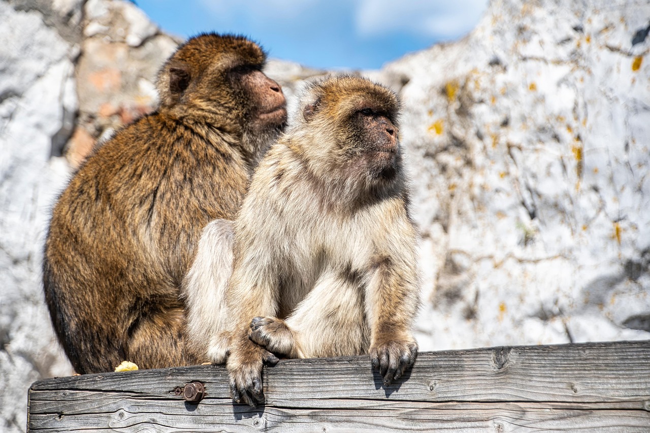 monkeys, primates, animals, wildlife, nature, pair, couple, portrait, mountain, gibraltar