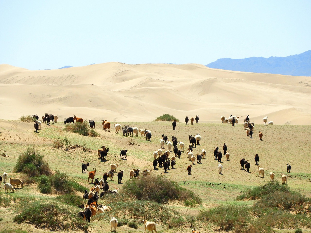 steppe, nature, the gobi desert, mongolia, cattle, herd, sheeps, goats, rams, grass, pasture, summer
