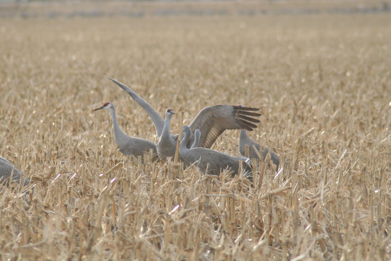 birds, nature, cranes, ornithology, species, fauna, avian, animal, wildlife, wings, feathers, nebraska sandhill migration, sandhill cranes