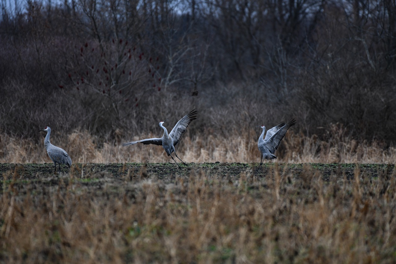 sandhill, crane, bird, wildlife, nature, feathers, waterfowl, migration