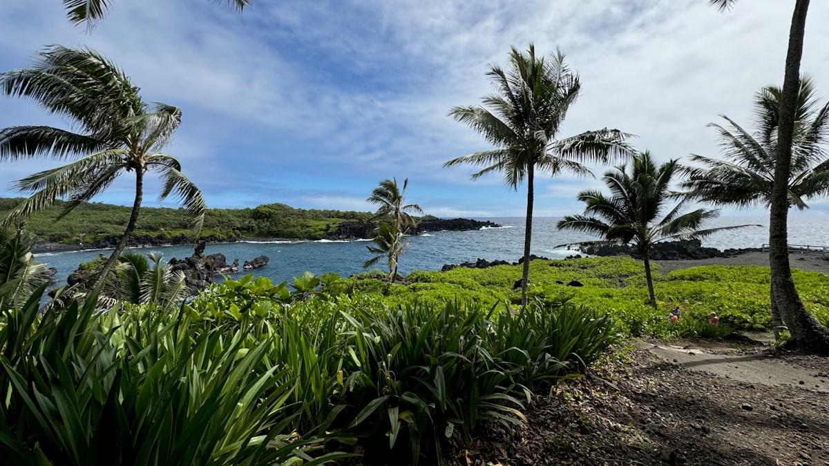 A dirt path with palm trees and a body of water in the background