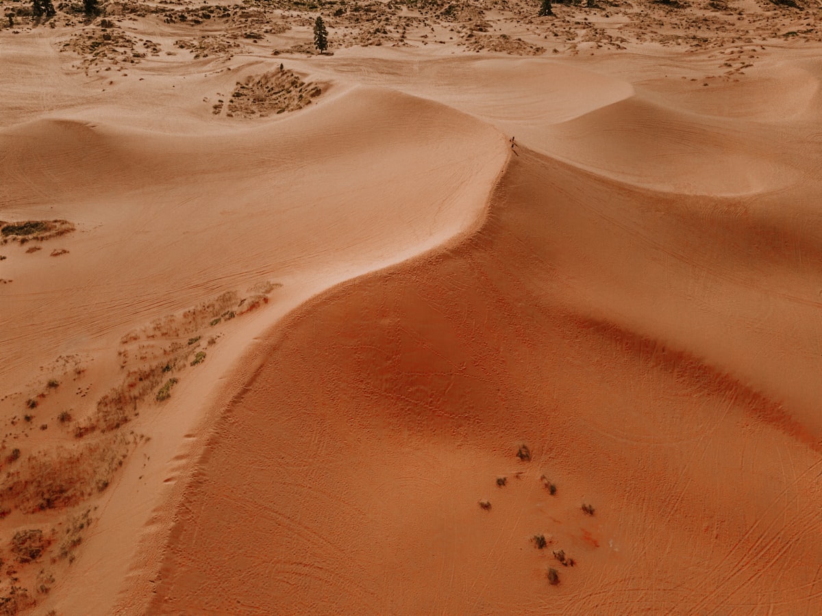 a sandy area with a few trees in the distance