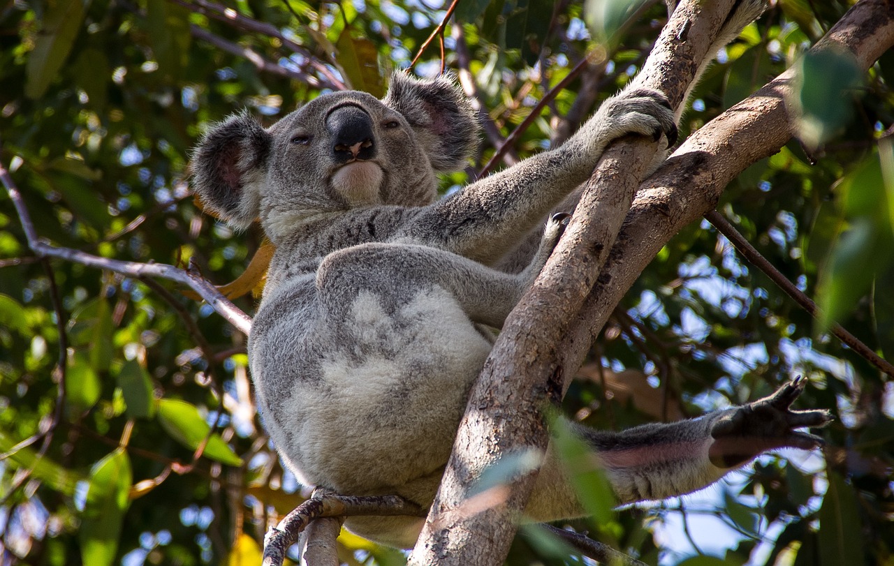 koala, bear, australia, queensland, marsupial, wild, tree, nature, rainforest
