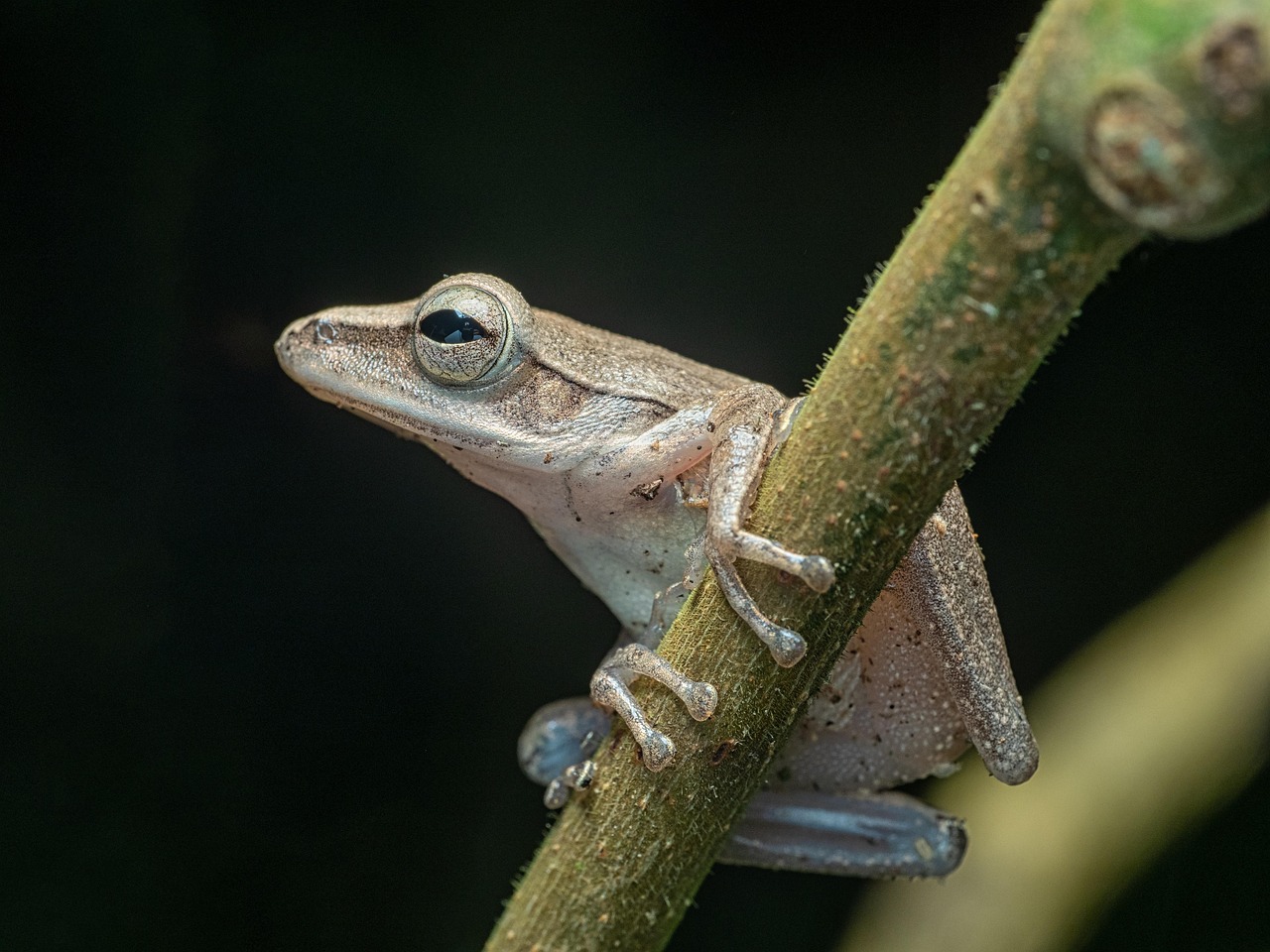 frog, amphibian, animal, eyes, branch, wildlife, nature, aquatic, closeup, frog, frog, frog, animal, animal, animal, animal, animal, wildlife