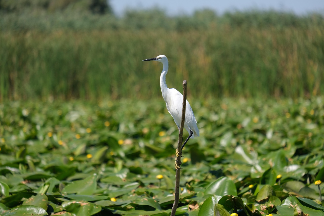 little egret, bird, wading bird, long-legged, long-necked, ave, avian, ornithology, bird watching, fauna, wildlife, animal, animal world, wildlife photography, danube delta, romania, mahmudia, carasuhat area, conservation, nature, wetlands