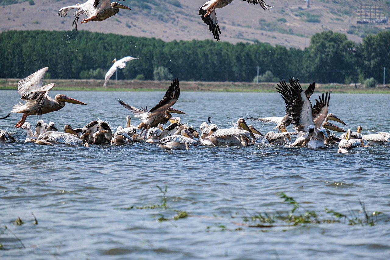 great white pelicans, birdwatching, nature, danube delta, romania, mahmudia, carasuhatarea, birdsphotography, birds, boattrips, conservation, ecology, ecotourism, landscapes, naturalreserve, protectedarea, naturephotography, photographytours, travelphotography, wetlands, wildlife, wildlifelovers, wildlifeconservation, wildlifephotography, wildlifetours