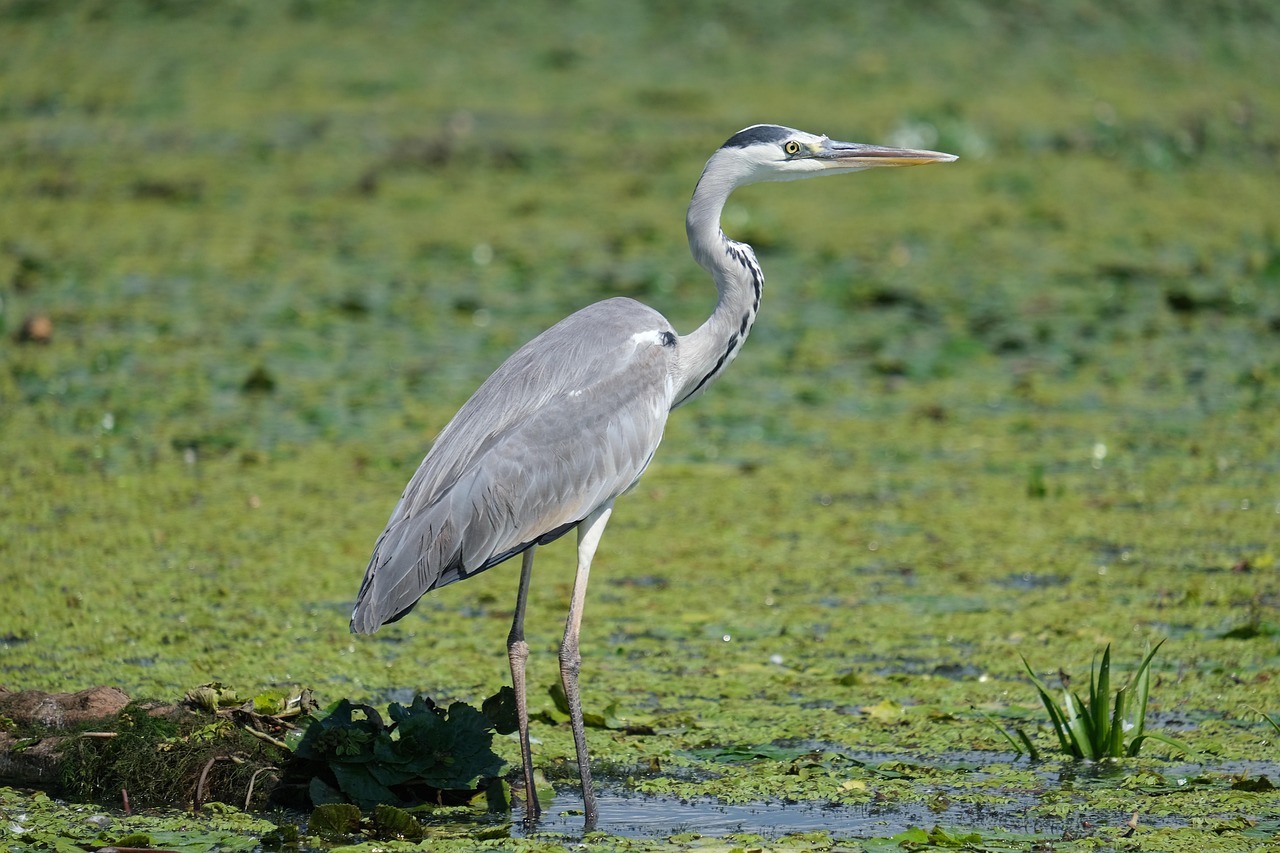 bird, swamp, lake, pond, rocks, birdwatching, conservation, danube delta, ecology, mahmudia, natural reserve, nature, water, wetlands, wildlife conservation, wildlife, romania