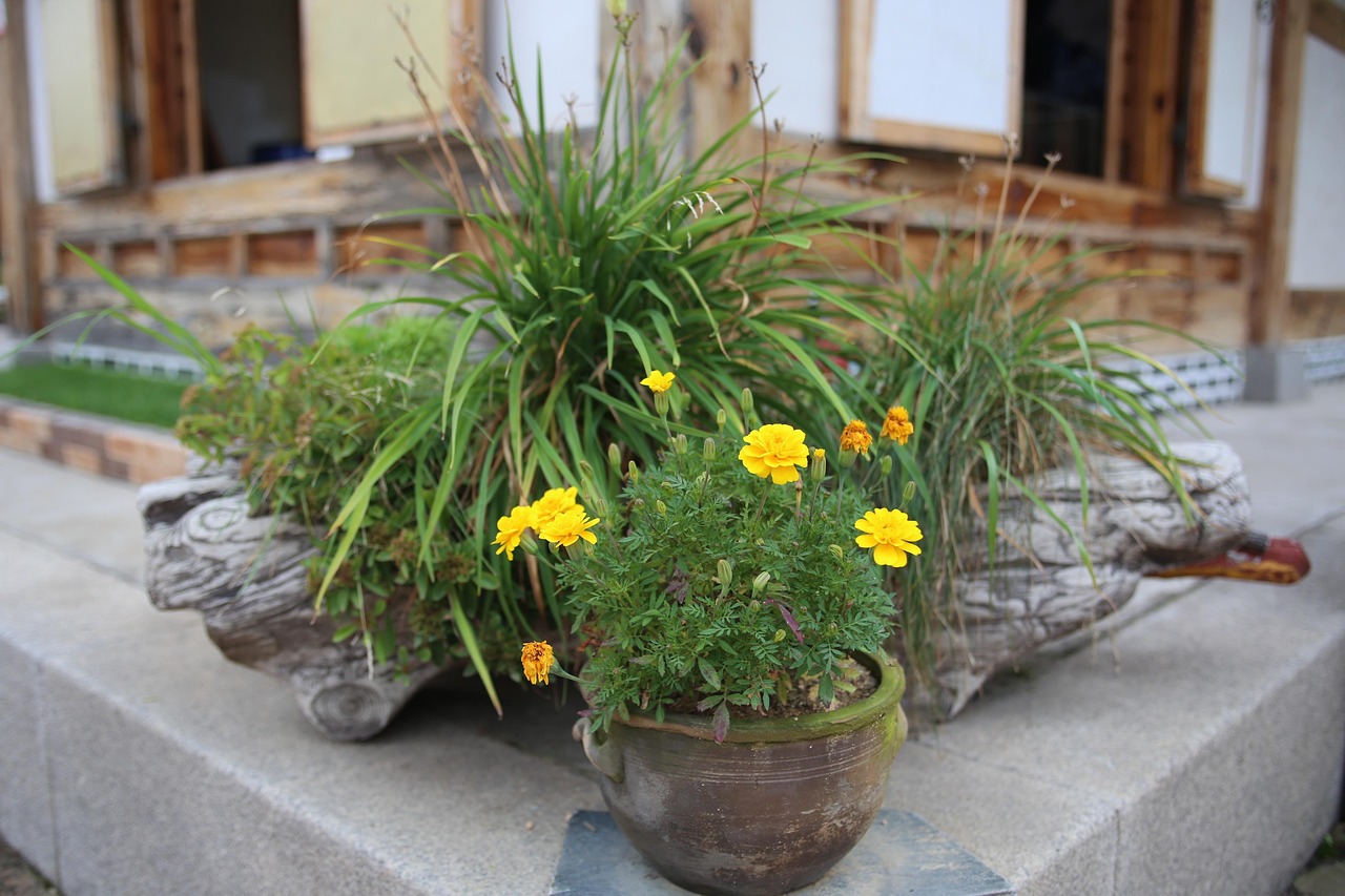 bucheon hanok experience village, beautiful flowers, flower wallpaper, flower background, nature, republic of korea, flower