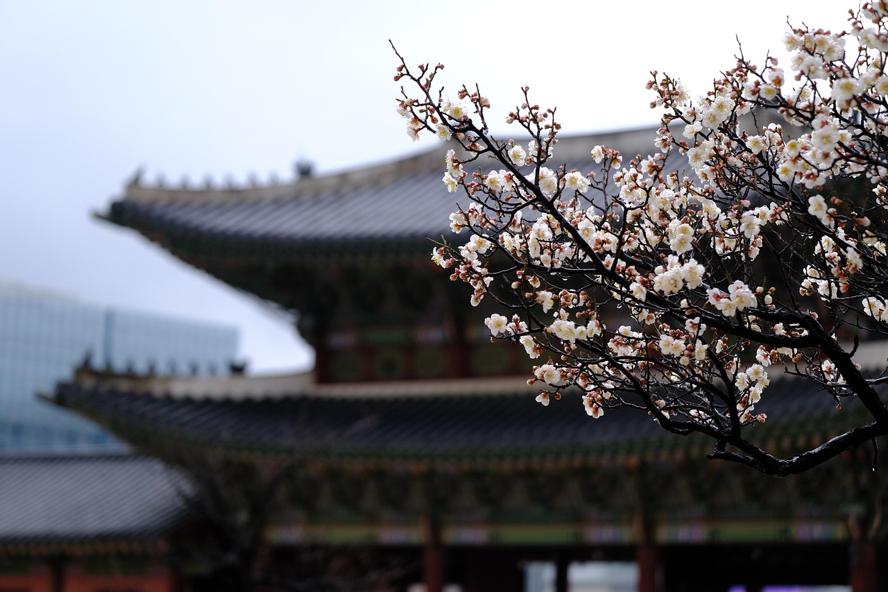 hanok, gyeongbok palace, spring, nature, korean architecture, gyeongbokgung palace, gyeongbokgung, seoul, south korea