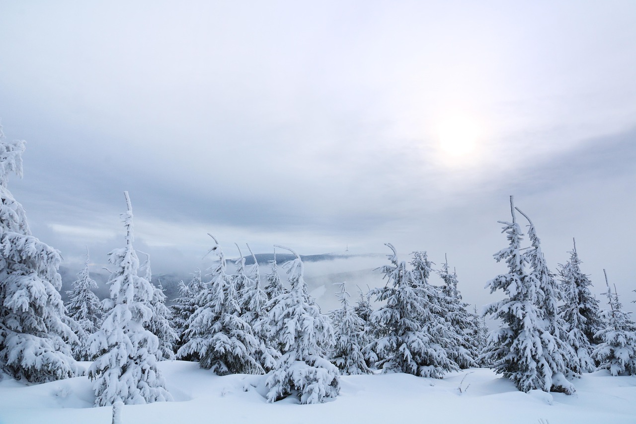 snow, trees, fog, conifers, coniferous, conifer forest, forest, snow covered, snowy, wintry, hoarfrost, frost, frosty, cold, mountains, landscape, nature, winter, hrubý jeseník