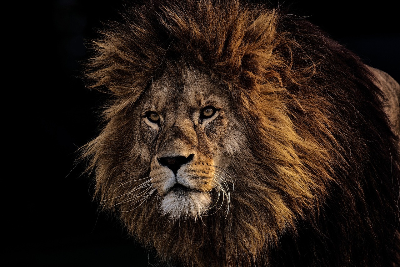 lion, predator, dangerous, mane, big cat, masculine, zoo, wild animal, africa, nature, animal, tierpark hellabrunn