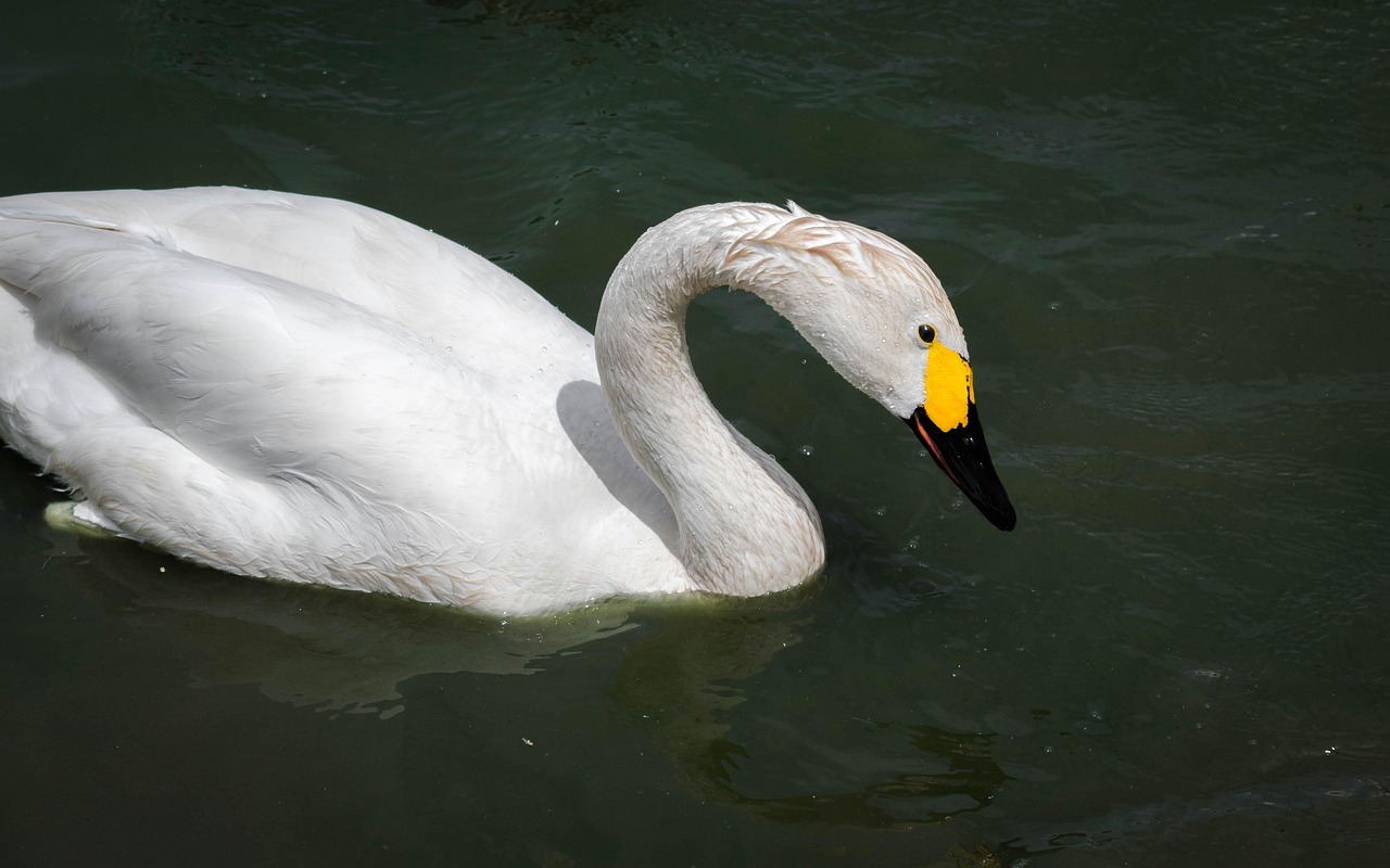 swan, bewick, bird, water, cygnus, wildfowl, bewickii, england, british, wetland, tundra, slimbridge, bewick's, cygnus columbianus