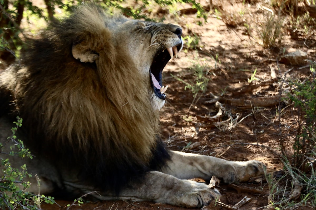 A lion yawns while sitting on the ground