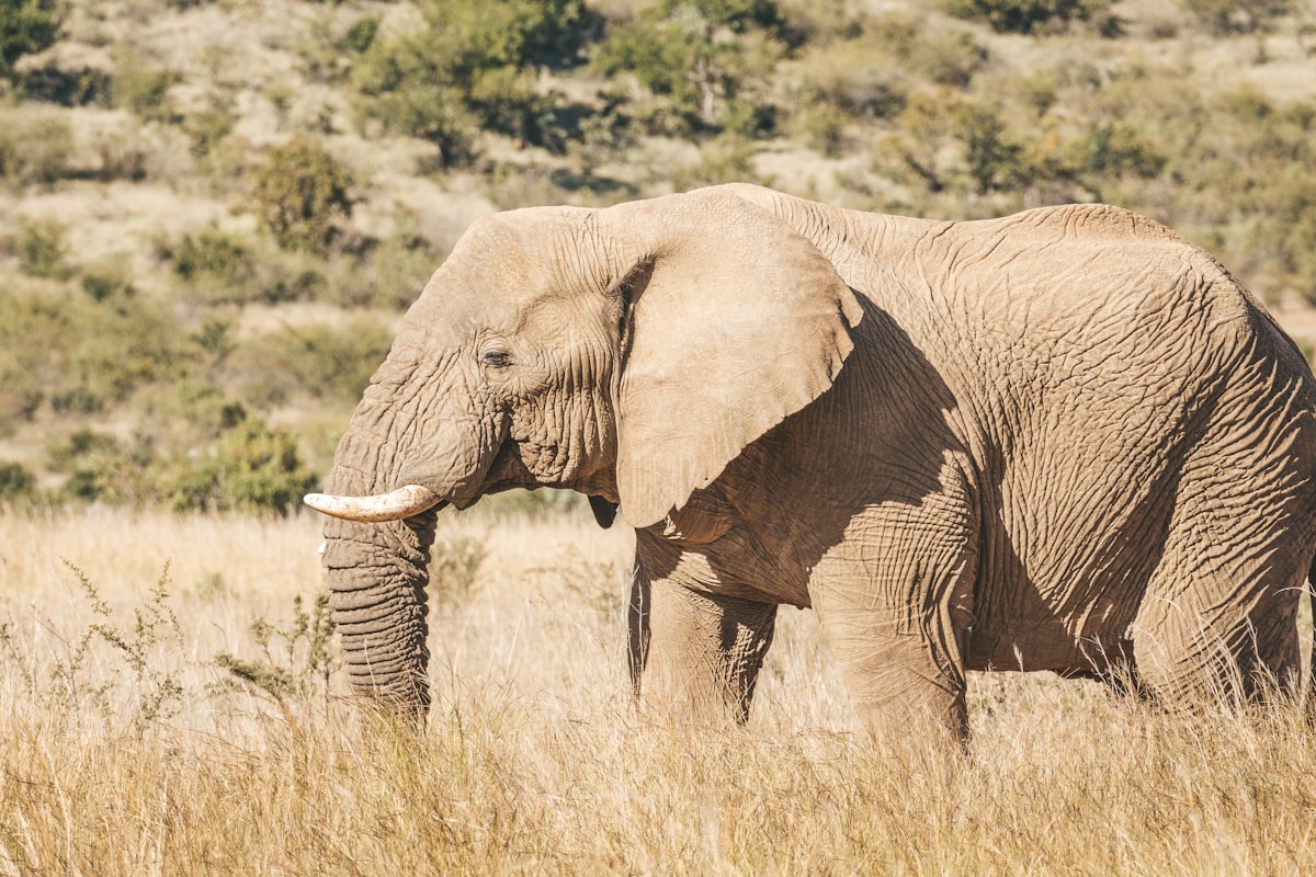 a large elephant standing in a dry grass field