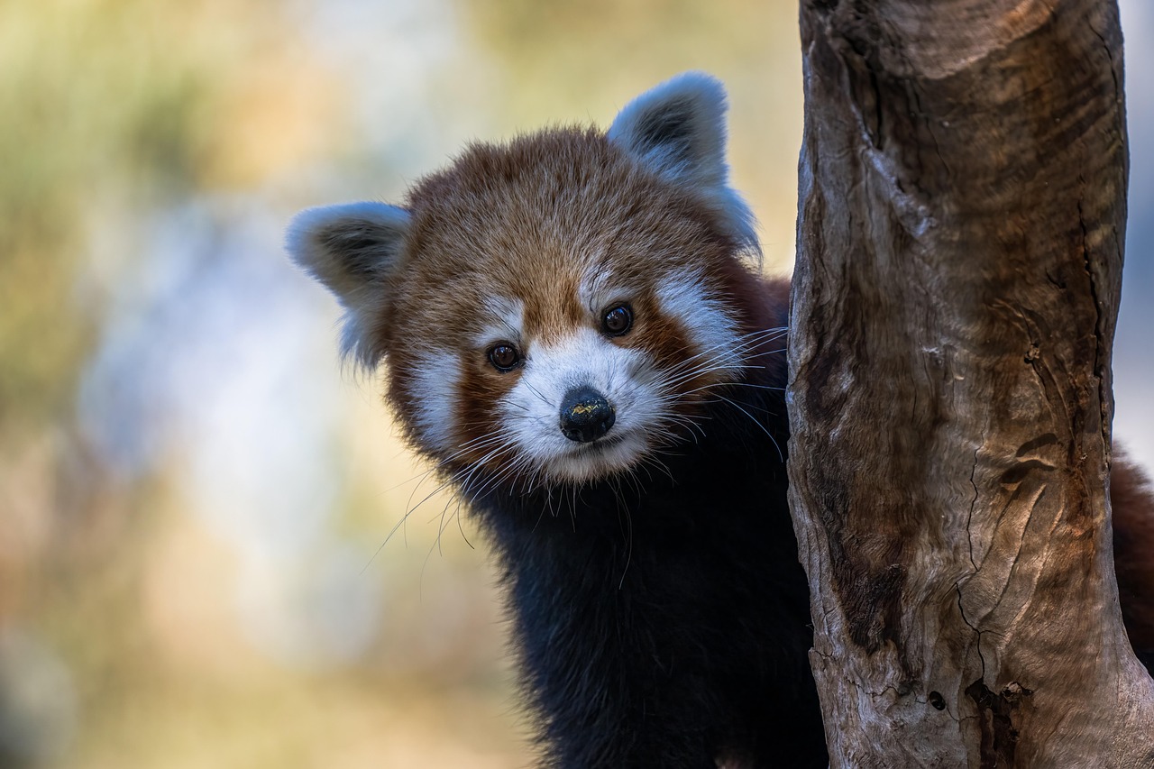 red panda, lesser panda, mammal, wildlife, animal, endangered, nature, ailurus fulgens