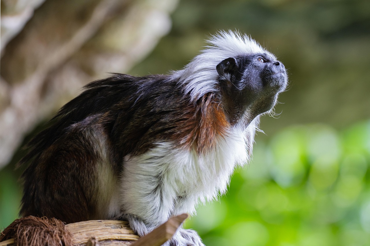 lisztaffe, nature, ape, krallenaffe, saguinus oedipus, animal, wildlife, mammal, zoo, zoo salzburg