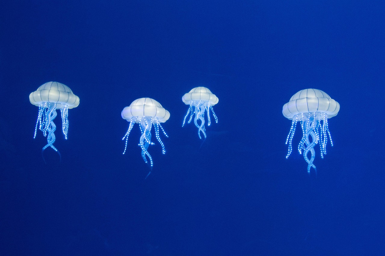 burgers zoo, nature, animals, jellyfish, jellyfish, jellyfish, jellyfish, jellyfish, jellyfish