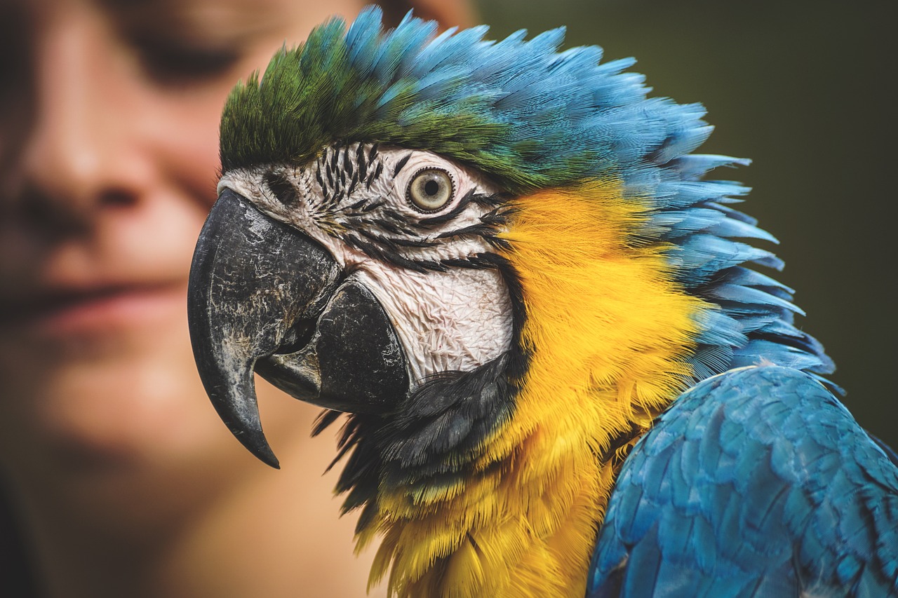 parrot, blue and yellow macaw, blue and gold macaw, macaw, zoo, exotic, nature, bird, avian, ara ararauna